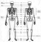 人体骨骼组织结构解析图