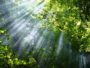 树林中的阳光 高清树林图片