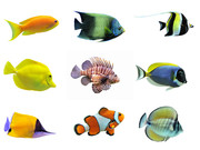 金鱼图片 海底动物