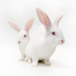 小白兔图片 兔子图片素材