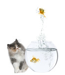 可爱小猫的图片 金鱼缸 