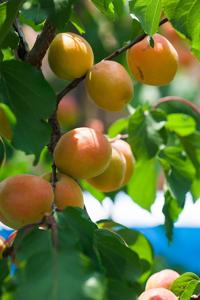 杏树上成熟的杏子水果高清图片下载