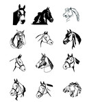 马的头像 动物矢量图
