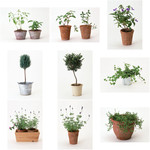 植物盆栽图片 3D贴图素材
