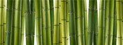 竹子图片 竹竿高清图片