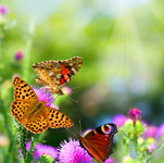 彩色蝴蝶图片 昆虫摄影