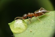 蚂蚁图片库 微距摄影素材