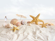 沙滩摄影图片 海星贝壳图片
