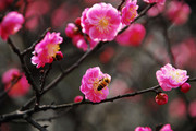 春天桃花摄影图 高清花朵图片