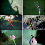 蜻蜓图片大全 原创摄影作品欣赏