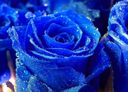 蓝玫瑰高清图片 鲜花装饰画大图