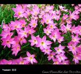 野花高清摄影 可爱的粉红小花