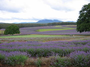 紫色薰衣草园图片