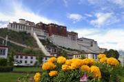 布达拉宫背景图 黄菊图片