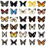 蝴蝶标本图片 昆虫图片素材