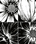 黑白花朵版画 移门图案矢量图