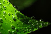 绿叶水滴高清图