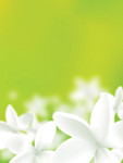 白色花朵矢量图 花卉背景素材