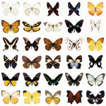 200张蝴蝶图片打包下载 