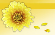 彩绘黄色菊花图片 