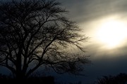 昏暗天空下的树木 自然风景摄影图片