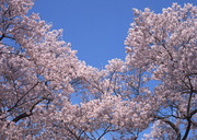 樱花树高清图 樱花美景图片