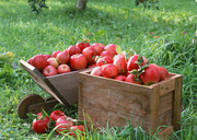 两箱红苹果图片 苹果园的苹果