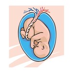 婴儿胚胎图片 医院孕育素材