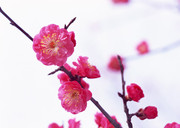 粉红桃花摄影图片 桃花盛开的图片