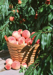 桃园的桃子图片