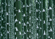 冬天竹子图片 竹竿积雪图片
