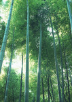 绿竹林图片素材 生机勃勃的竹子