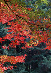枫树叶照片 秋季树木金色