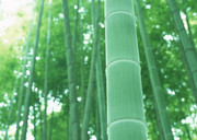 坚挺的竹子图片
