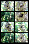 鸟巢摄影图片 小鸟穴窝图片