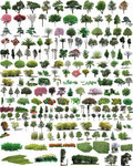 绿植PSD素材 植物灌木图片