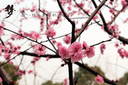 春天的桃花图片 盛开的花朵