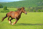 奔跑的骏马图片 草地上的马匹