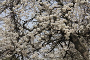 樱花树图片下载