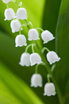 白色铃兰花图片 小灯笼花朵
