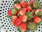 新鲜草莓高清图