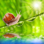 绿色清新背景图片 蜗牛的图片