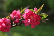 粉红桃花图片 春天的桃花摄影