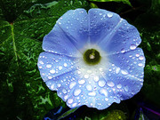 蓝色花朵高清图片