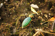 甲壳虫图片 高清昆虫图片