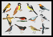 手绘小鸟矢量图 关于鸟的图画