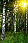 白桦林景色素材图片