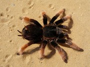 墨西哥粉红短尾蜘蛛图片