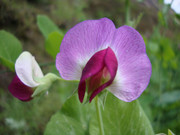 紫色蚕豆花图片 