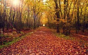 秋季树林桌面图片